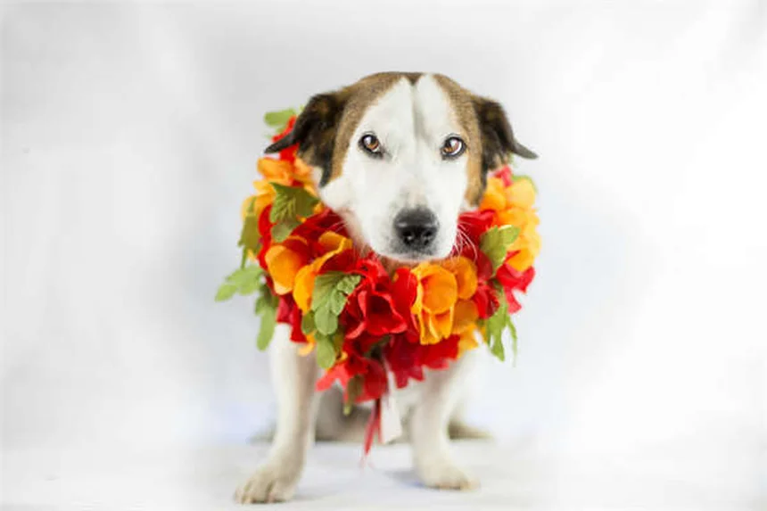 犬のソテツ中毒とは？症状と緊急時の対処法【獣医師解説】