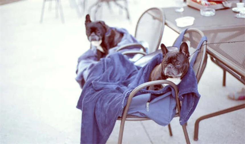 猫の不思議な行動7選！なぜ水飲み場や箱が好きなの？